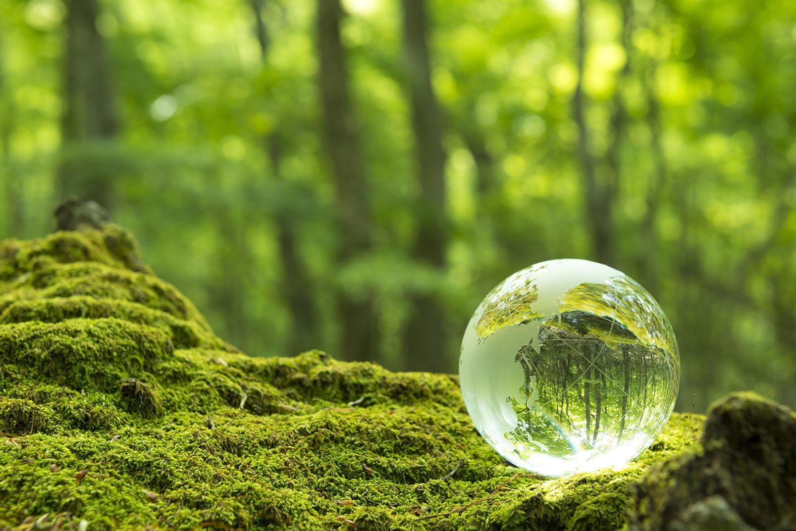 Kugel Wald AdobeStock_84674633-klein